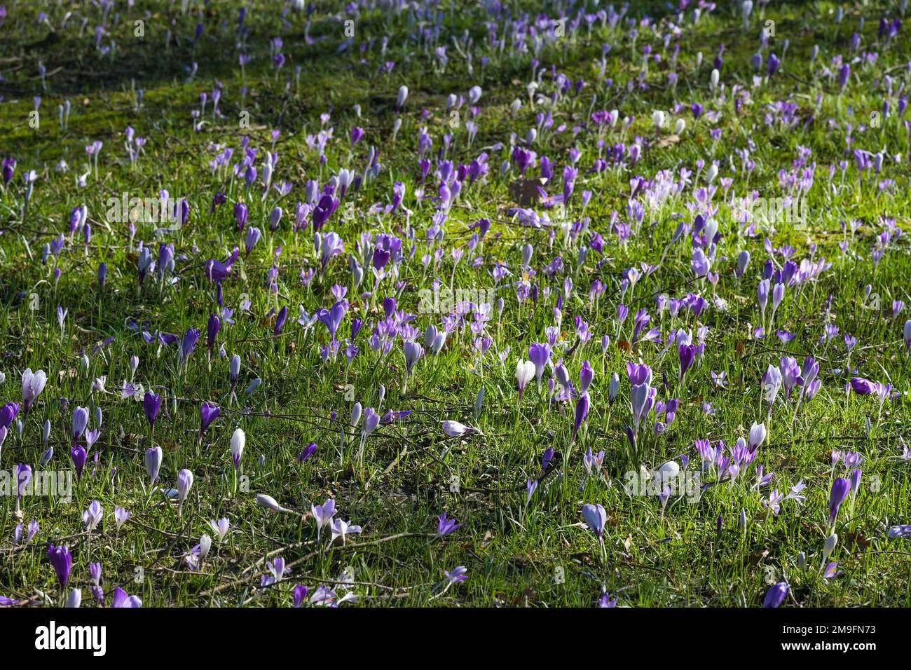 Lots of blooming crocuses on a spring meadow, seasonal nature background, copy space, selected focus narrow depth of field Stock Photo