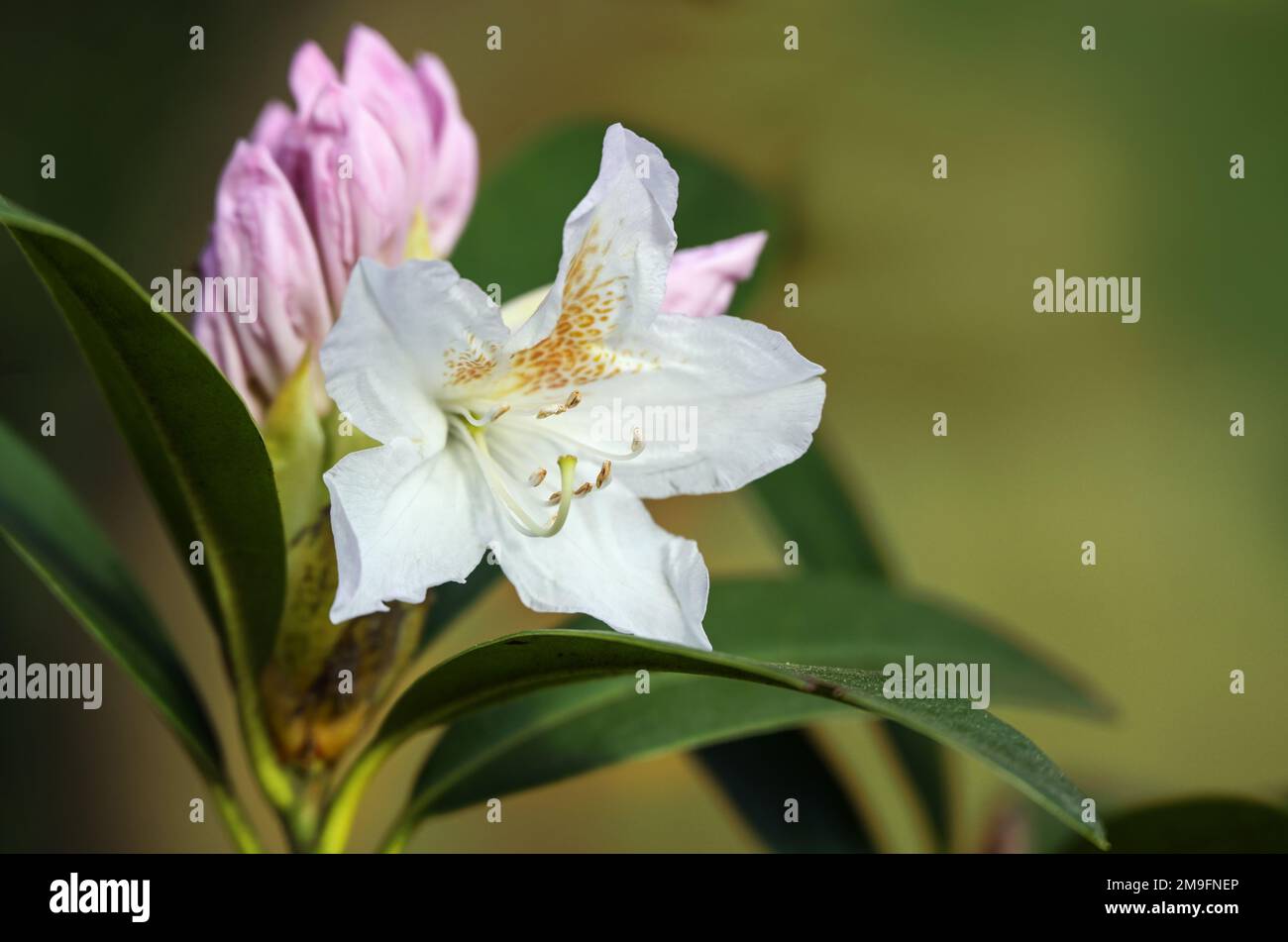 White flower and pink bud of an azalea shrub, genus Rhododendron, blooming in spring, natural green background copy space, selected focus, narrow dept Stock Photo