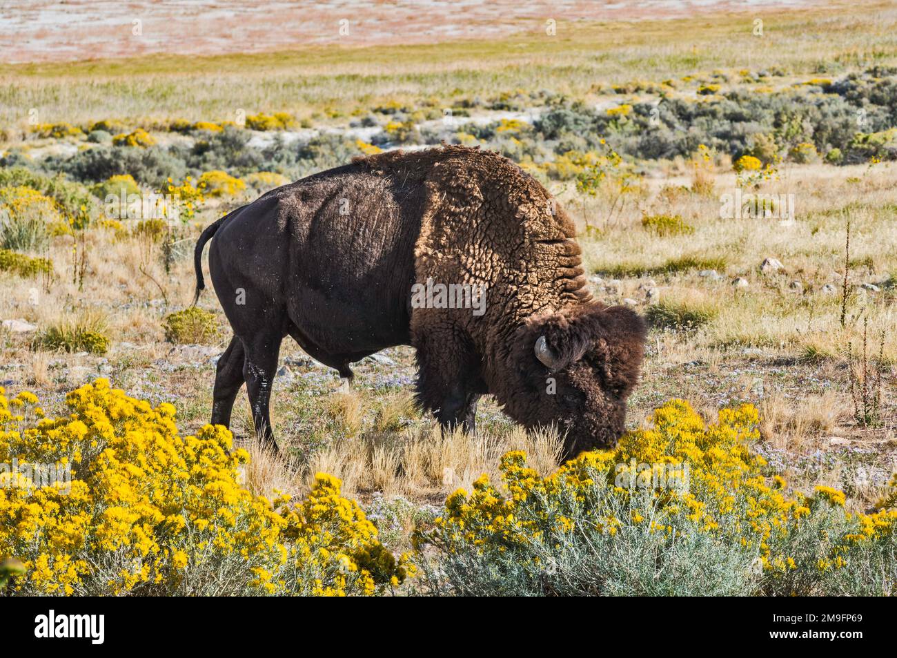 Plains bison (American bison subspecies) grazing at Bridger Bay Campground, rubber rabbitbush blooming, Antelope Island State Park, Utah, USA Stock Photo