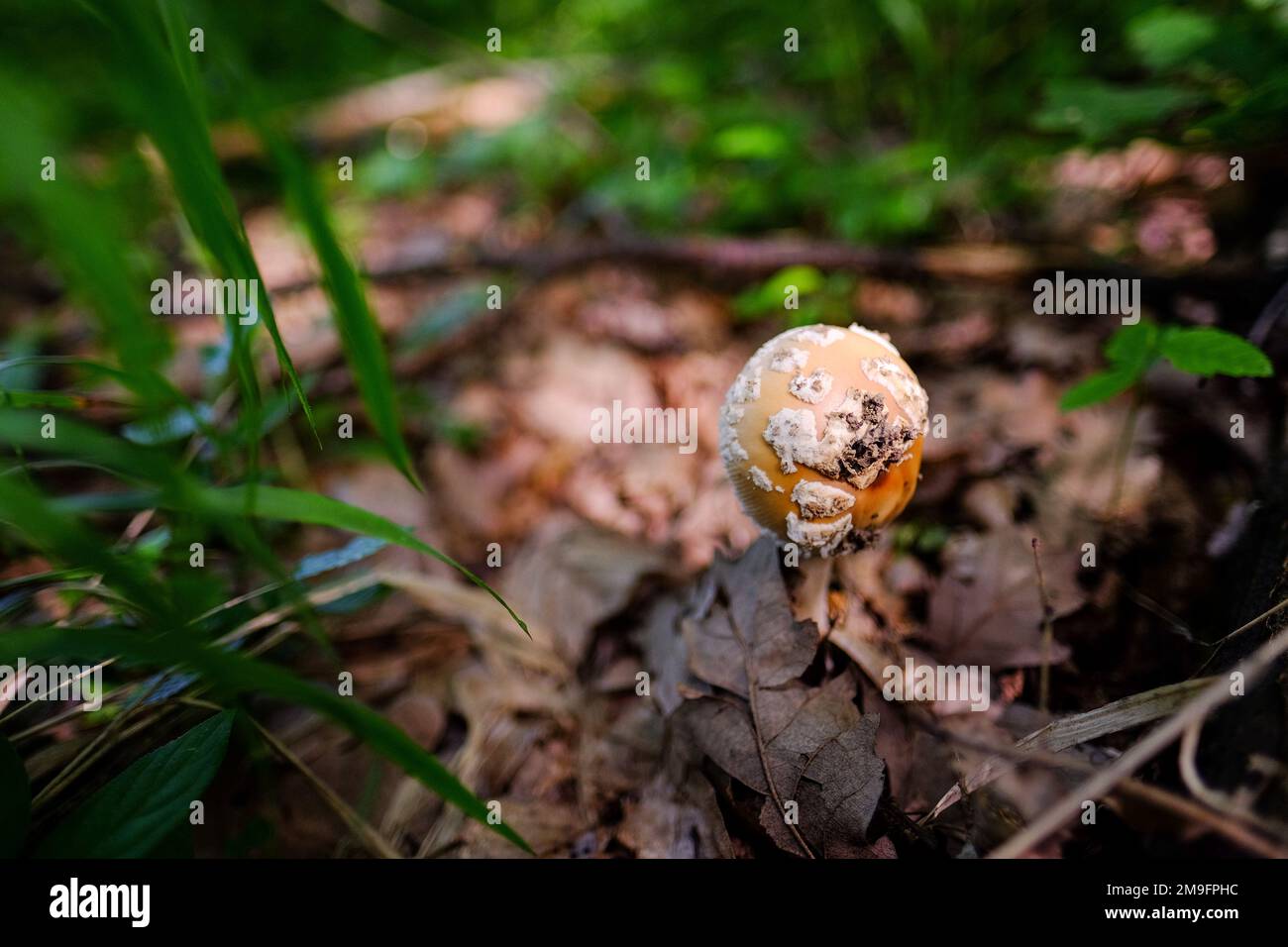 A closeup of Amanita gemmata mushroom in autumn forest Stock Photo