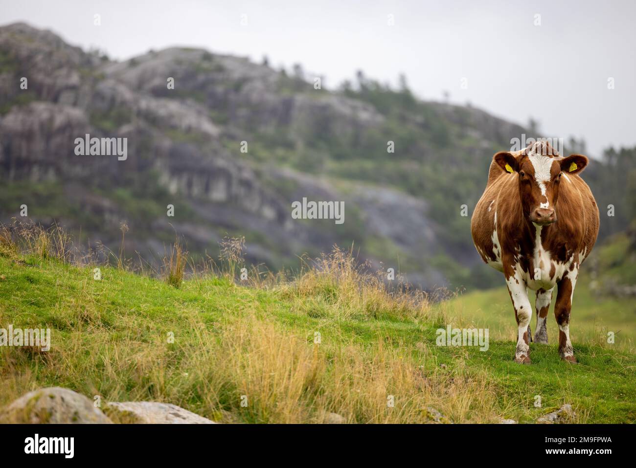 A shallow focus shot of chubby Ayrshire cattle looking at the camera while grazing on green hill Stock Photo