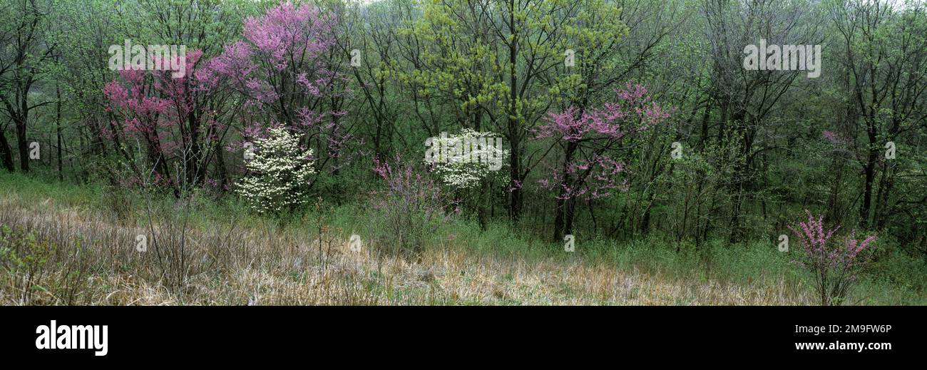 Trees with blossom, Chicago, Illinois, USA Stock Photo