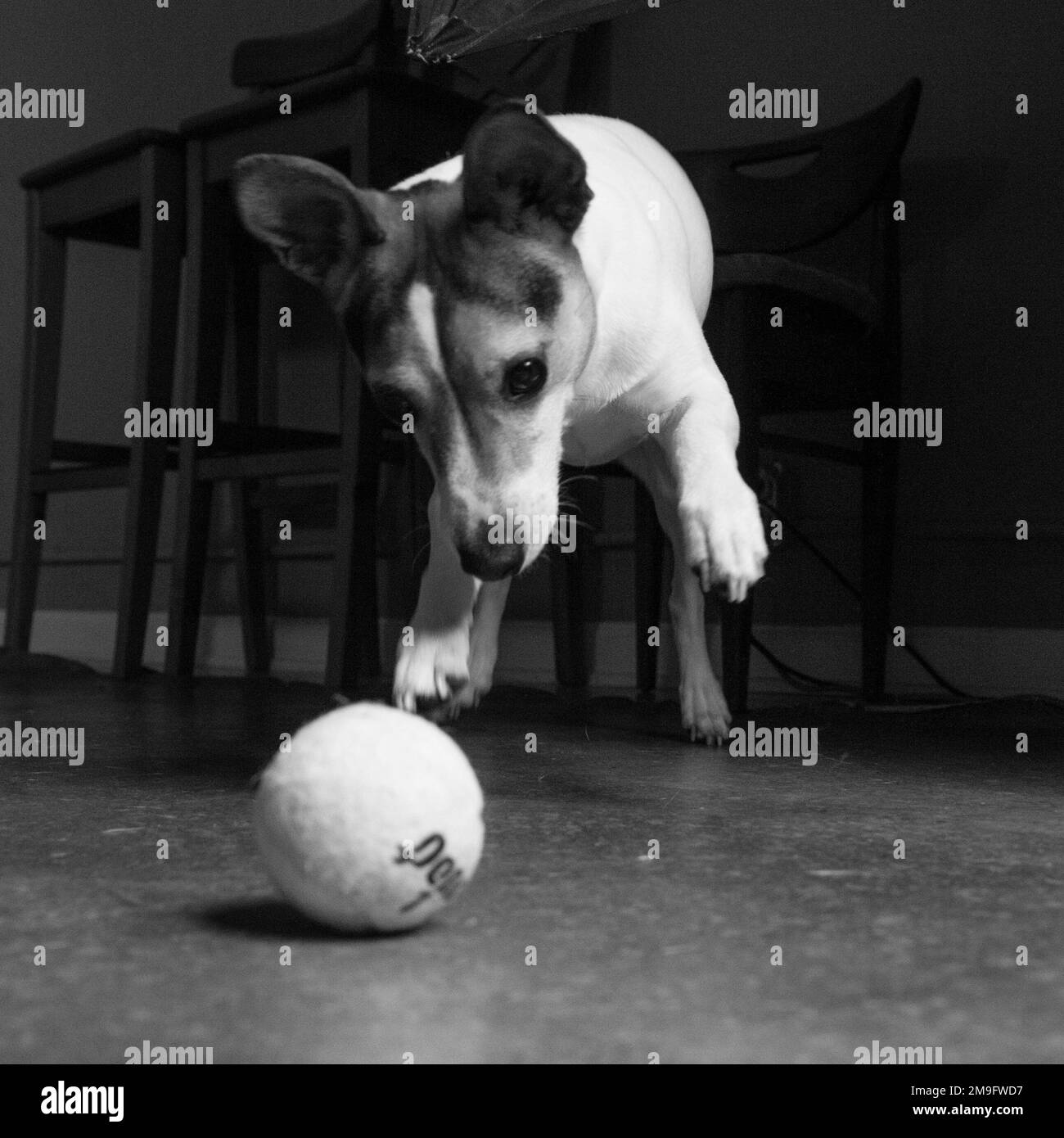 Jack Russell Terrier playing with tennis ball Stock Photo