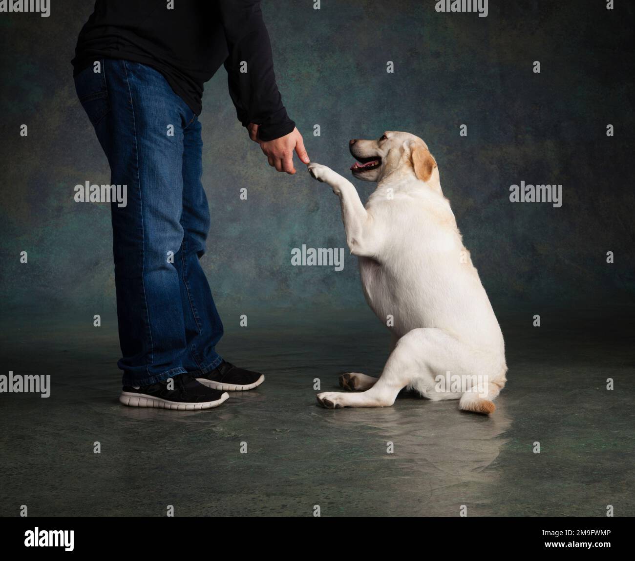Owner performing give paw command with Labrador Stock Photo