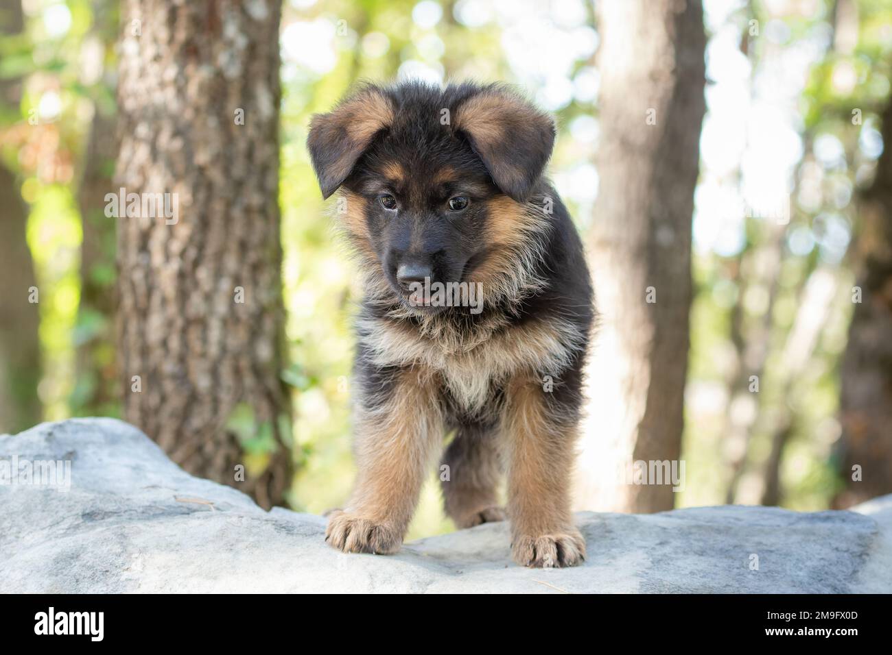German Shepherd puppy isolated in a forest Stock Photo