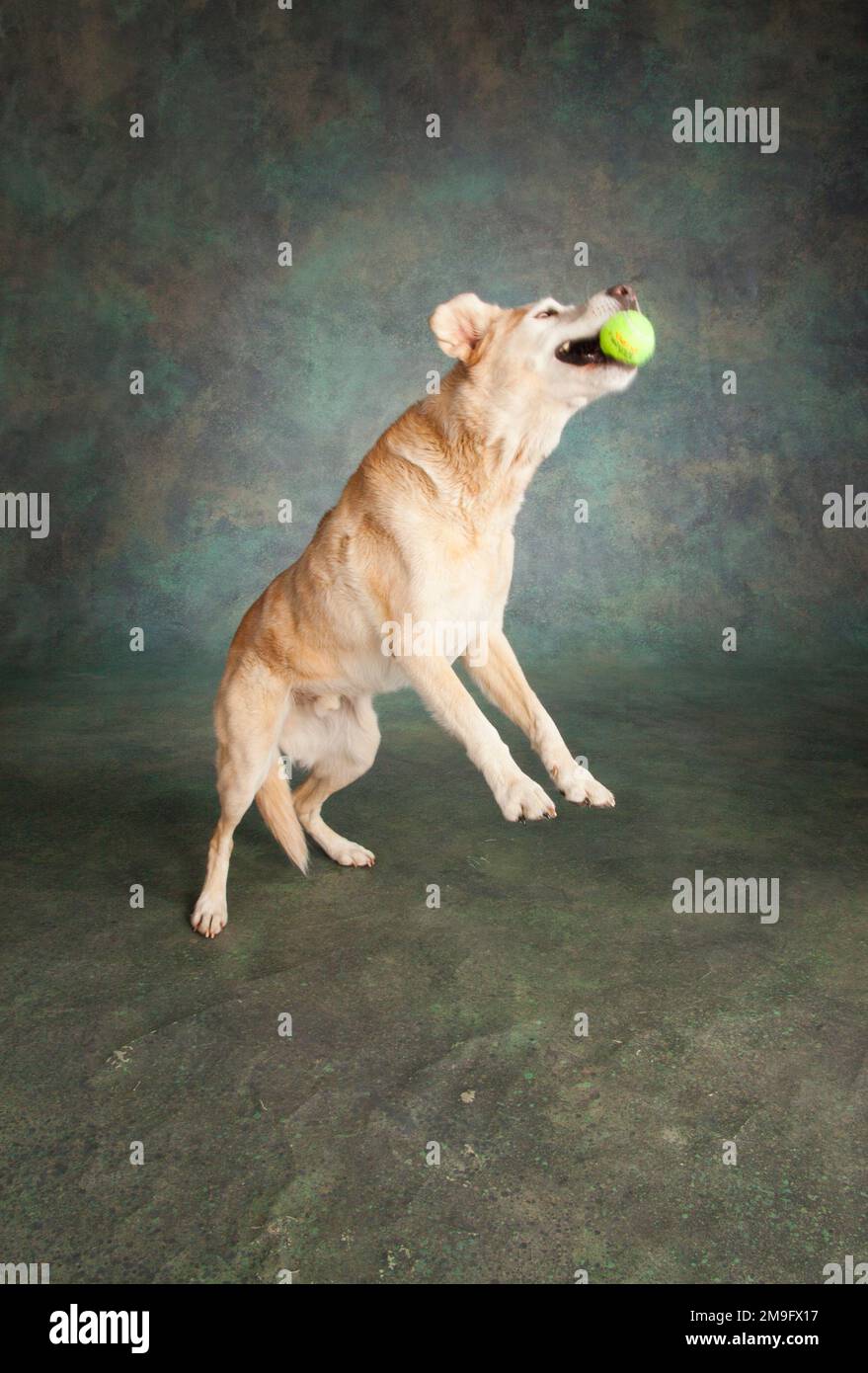 Studio portrait of Labrador mixed dog playing with ball Stock Photo