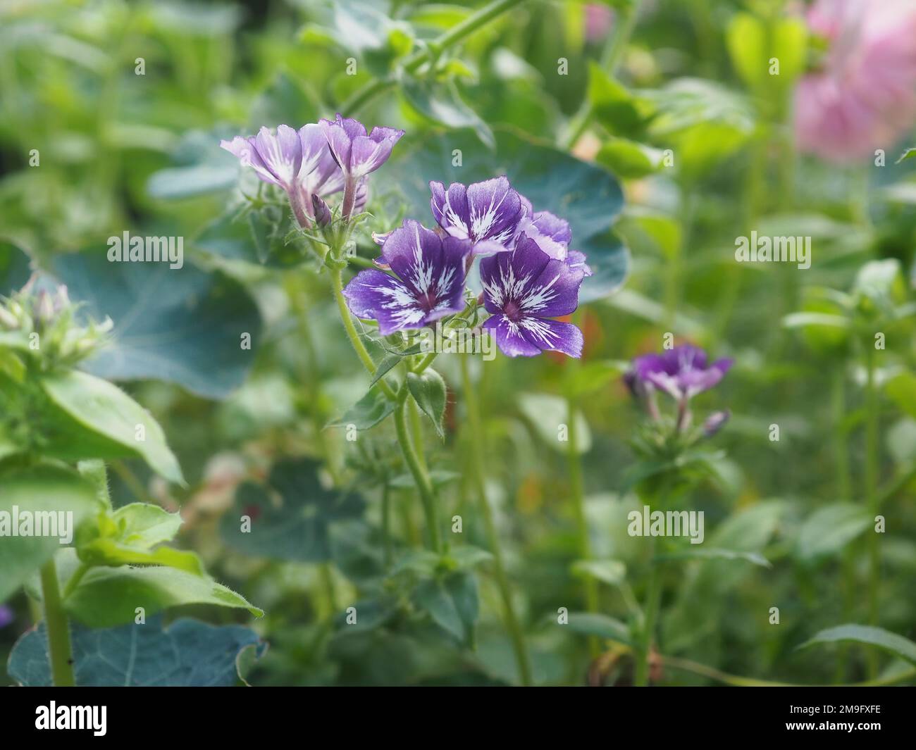 Close up of Phlox drummondii grandiflora 'Sugar Stars' flowers in a sunny garden border Stock Photo