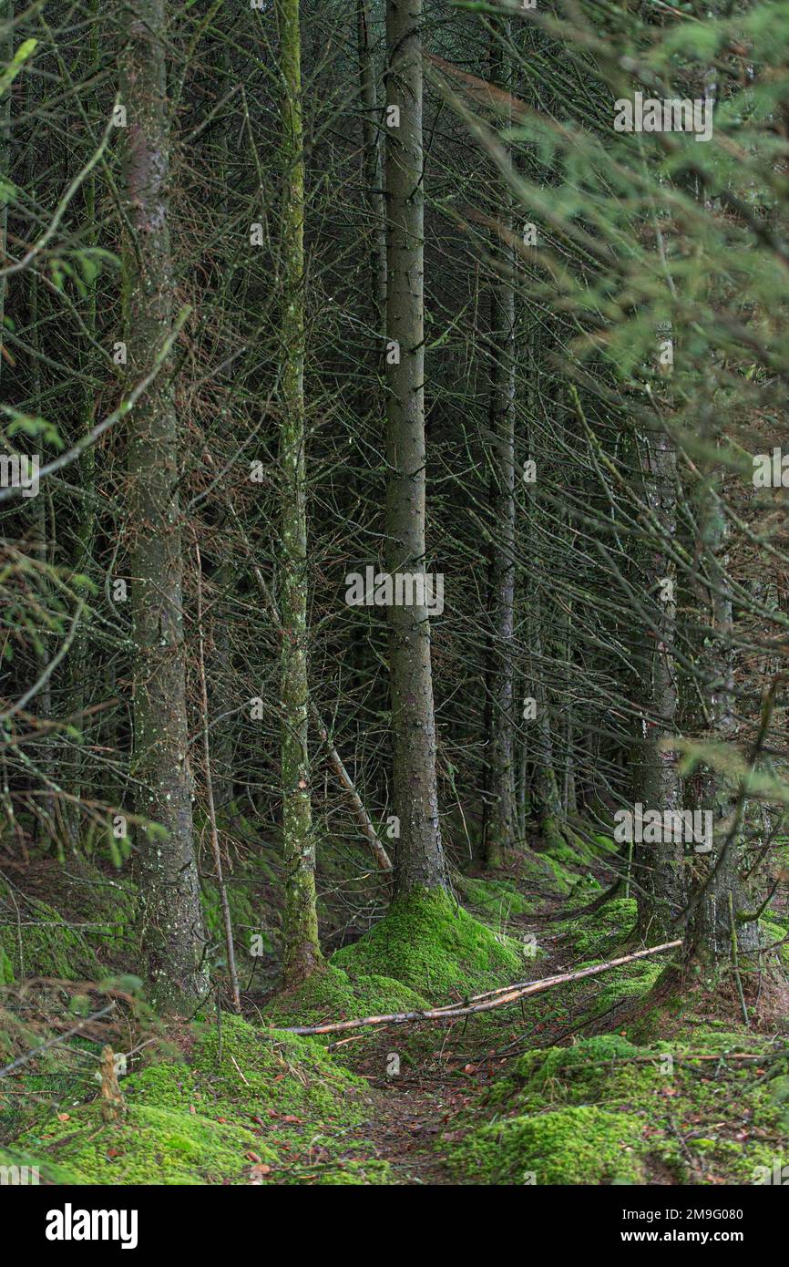 Pine trees in forest Stock Photo