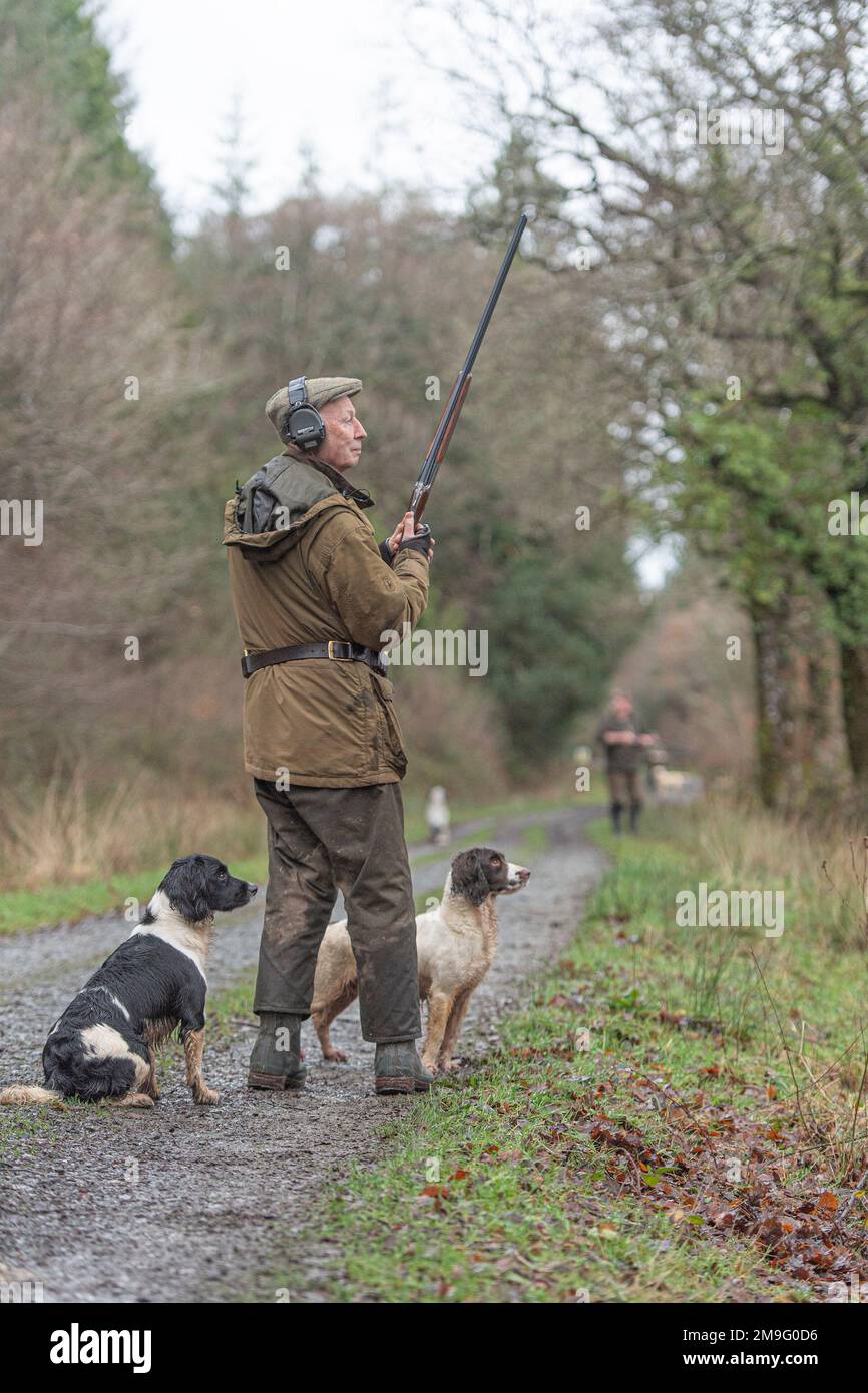men rough shooting in woodland with spaniels Stock Photo