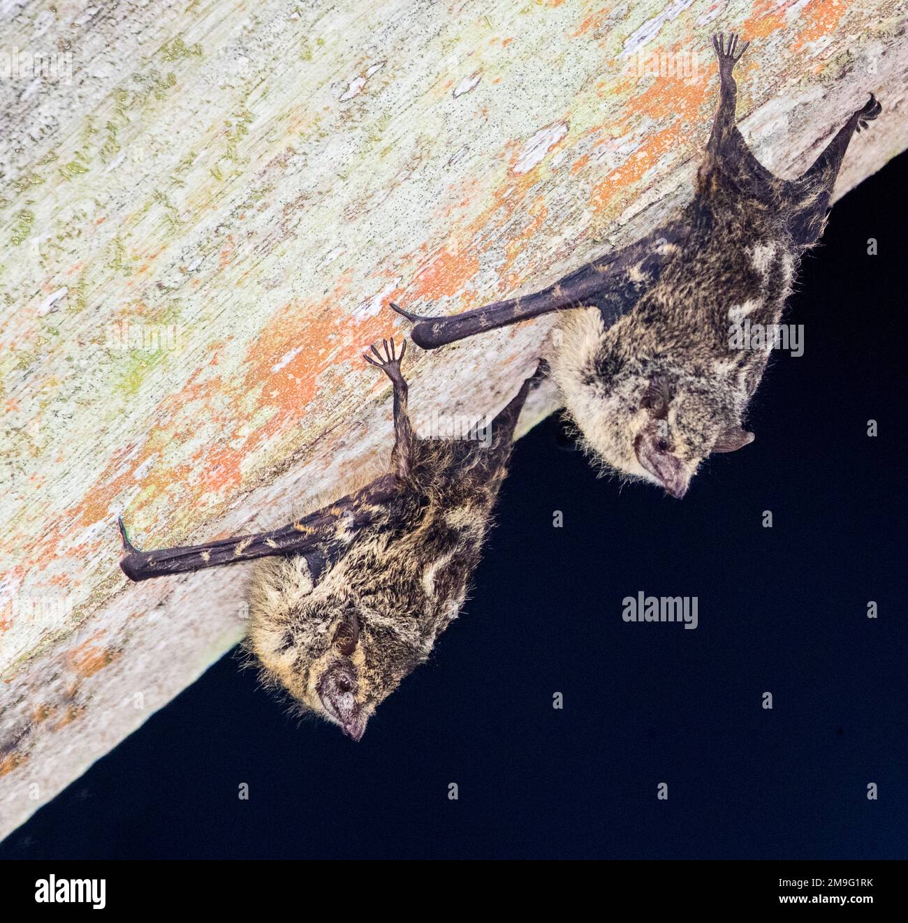 Sleeping bats, Costa Rica Stock Photo