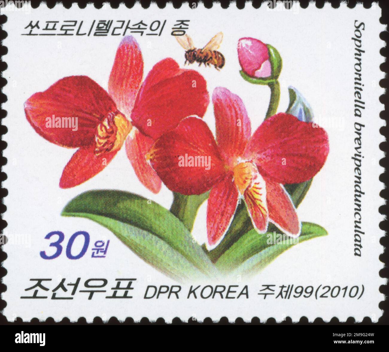 2010 North Korea set. Flowers - orchids, sophronitis brevipedunculata Stock Photo