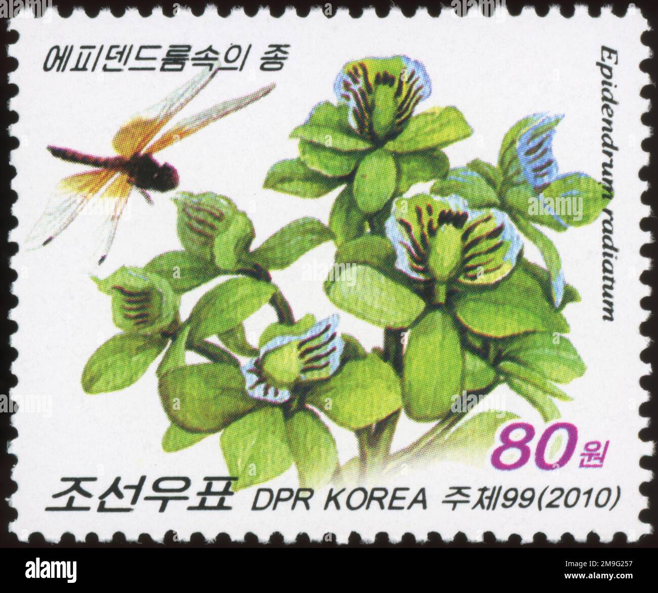 2010 North Korea set. Flowers - orchids, Epidendrum radiatum Stock Photo