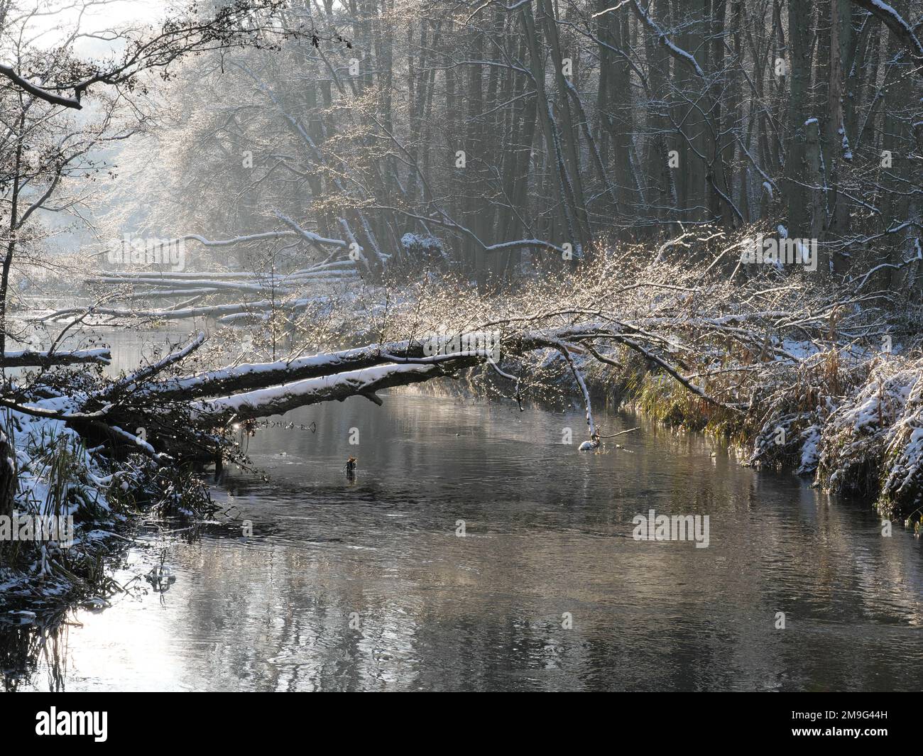 Original winter river landscape of Warnow near Klein Raden in Mecklenburg-Western Pomerania Stock Photo