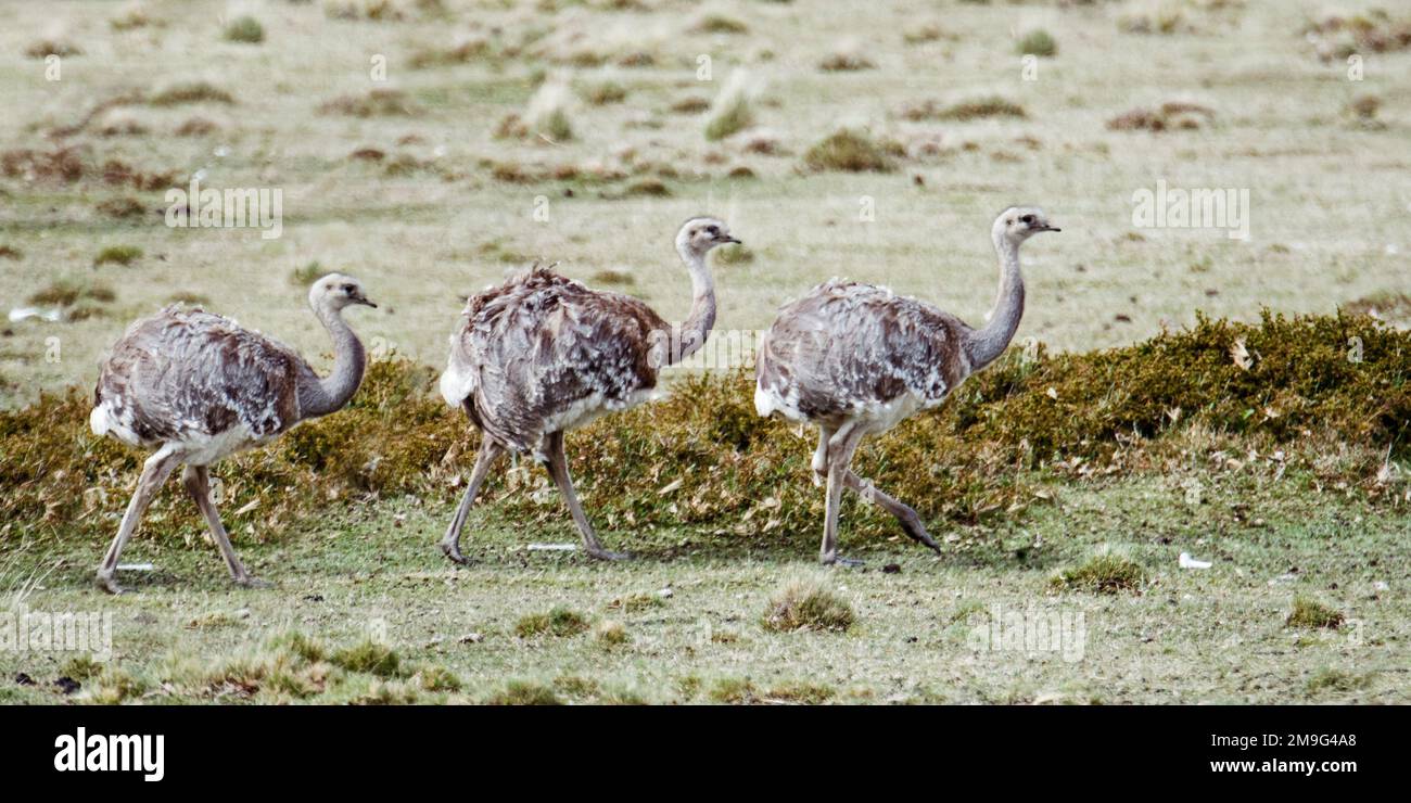 Darwins rhea birds (Rhea pennata) walking in single file, Patagonia, Chile, South America Stock Photo