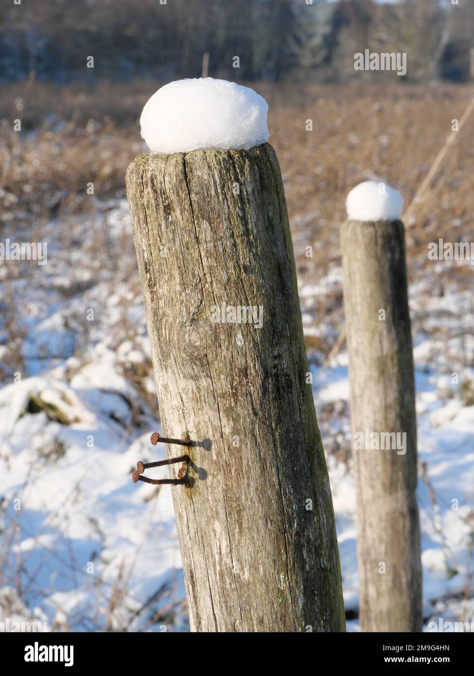Round wooden posts of a wooden fence covered with snow hoods at a ...
