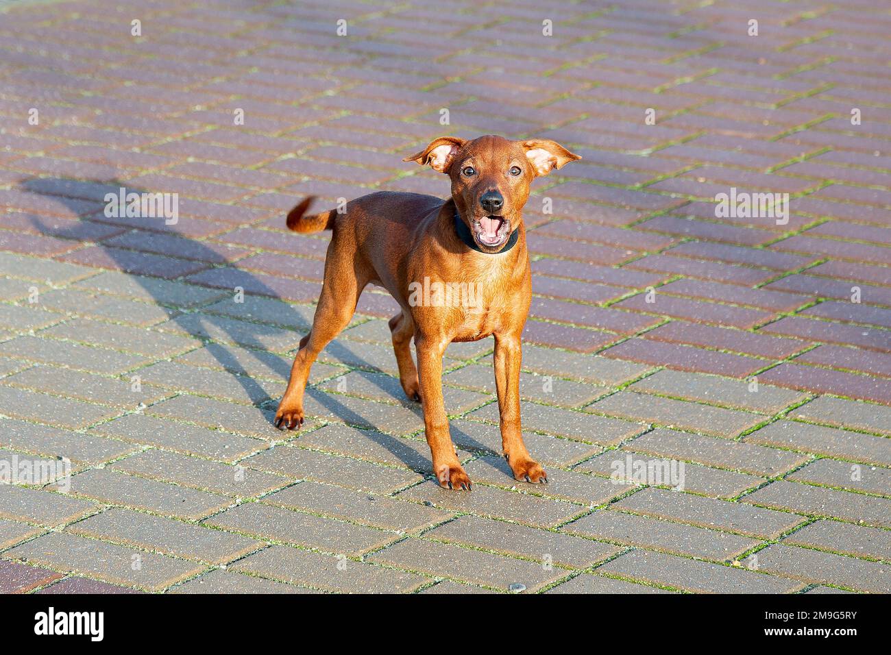 A puppy on the street on a walk around the city. A small dog is sitting on the sidewalk. Close-up. Stock Photo