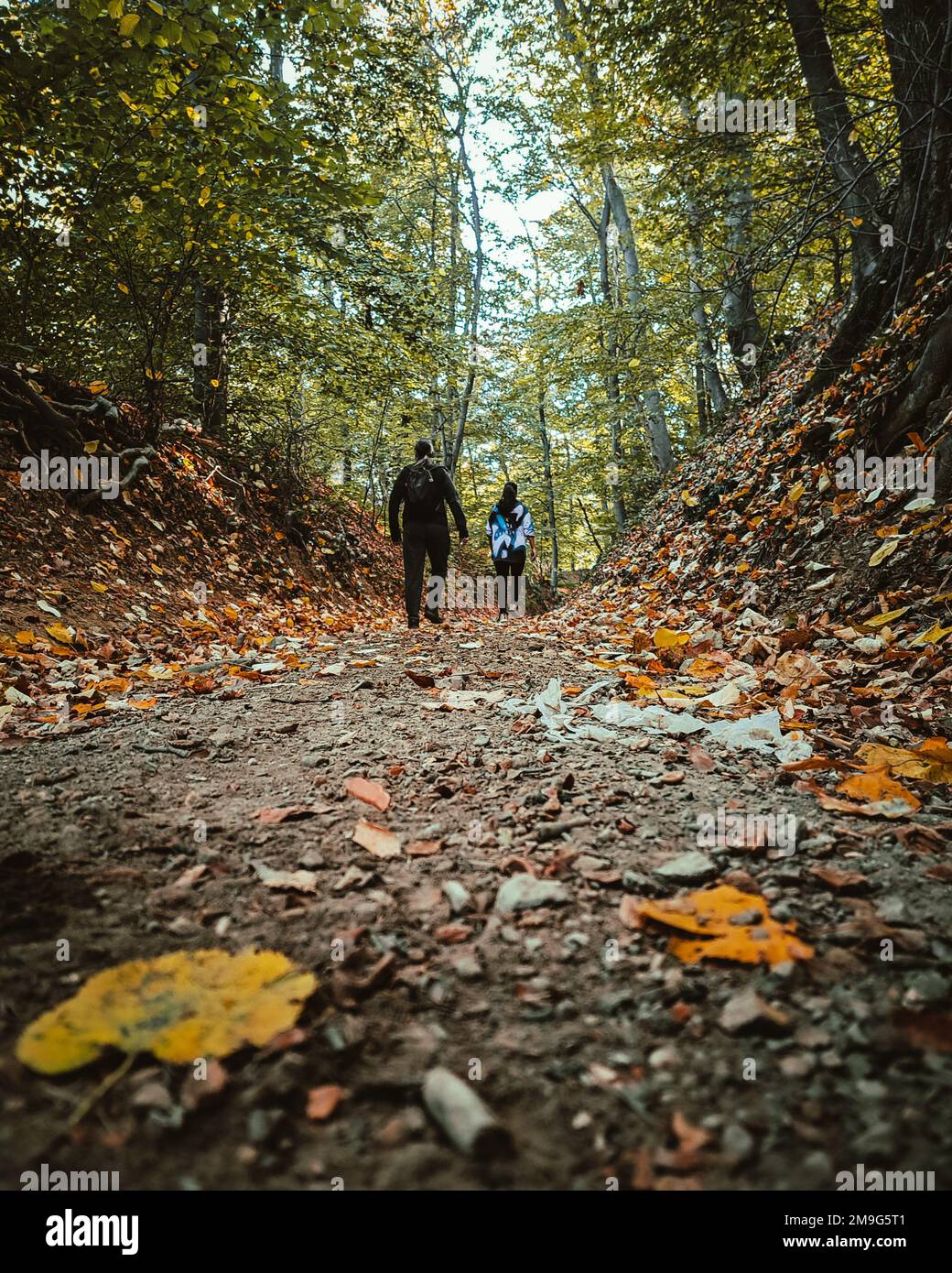 A couple walking in the scenic autumn forest Stock Photo - Alamy