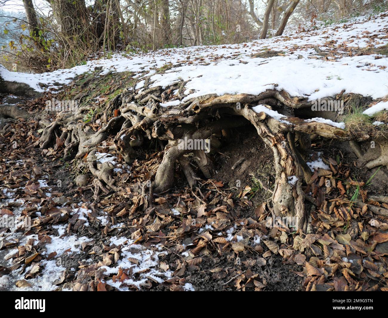 Tree roots covered with snow protrude from the ground along a pathway ...
