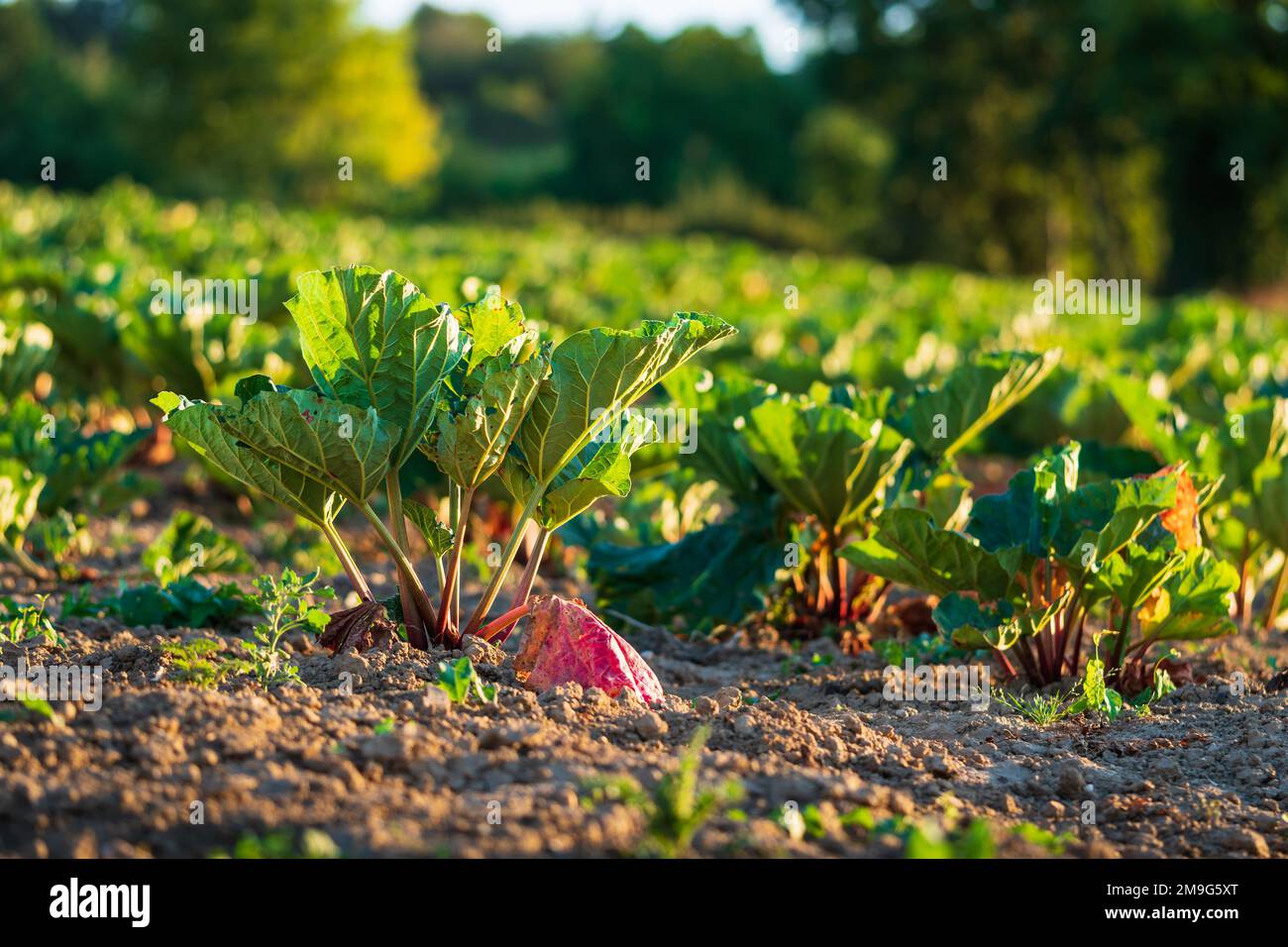 Fresh rhubarb growing in a field at sunrise. Concepts of organic farming, kitchen garden, sustainable vegetable gardening for self-sufficiency Stock Photo