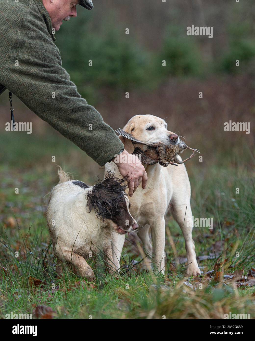 Labrador Retriever carrying woodcock and being mobbed by a springer spaniel Stock Photo