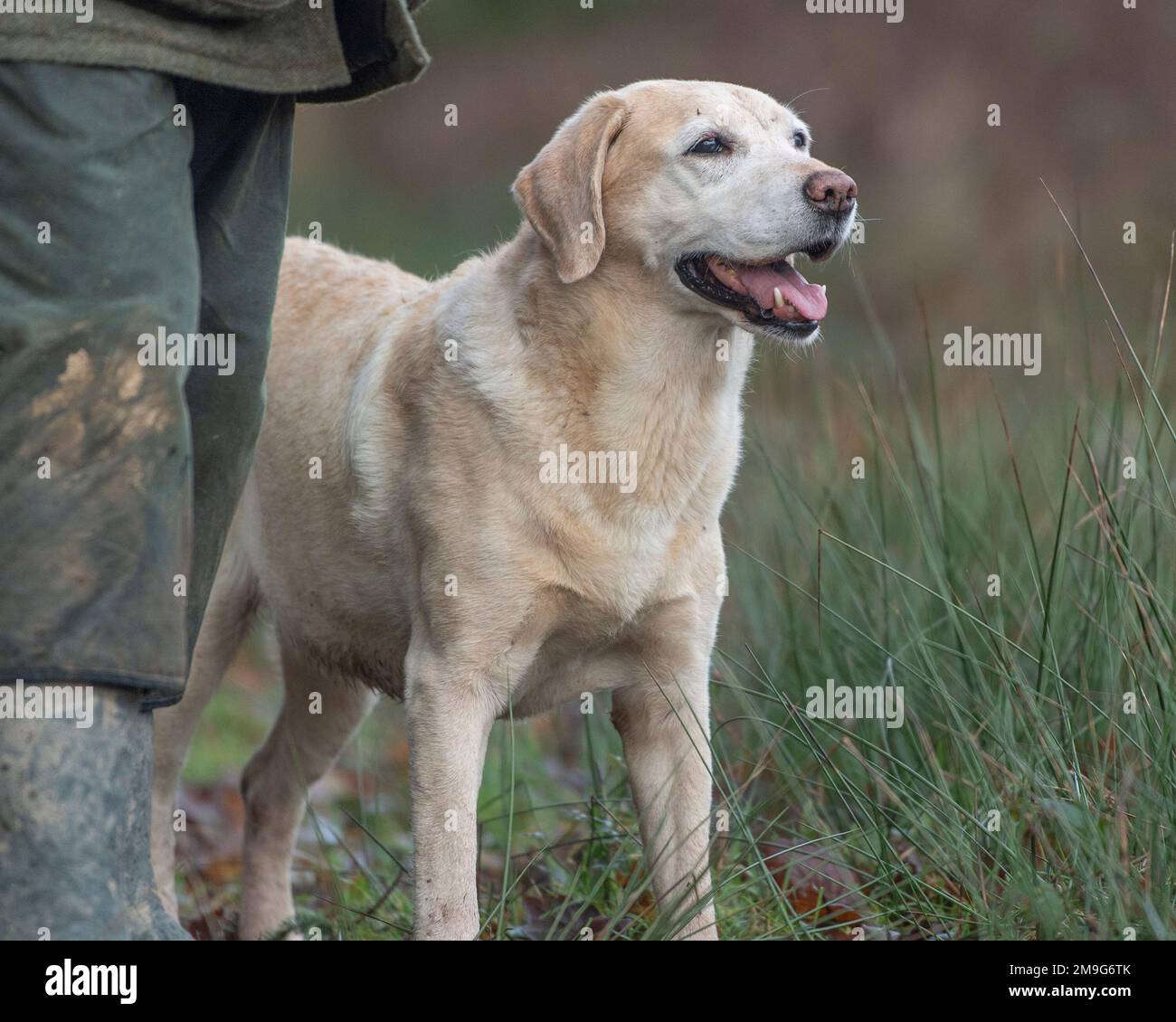 Labrador Retriever and owner Stock Photo