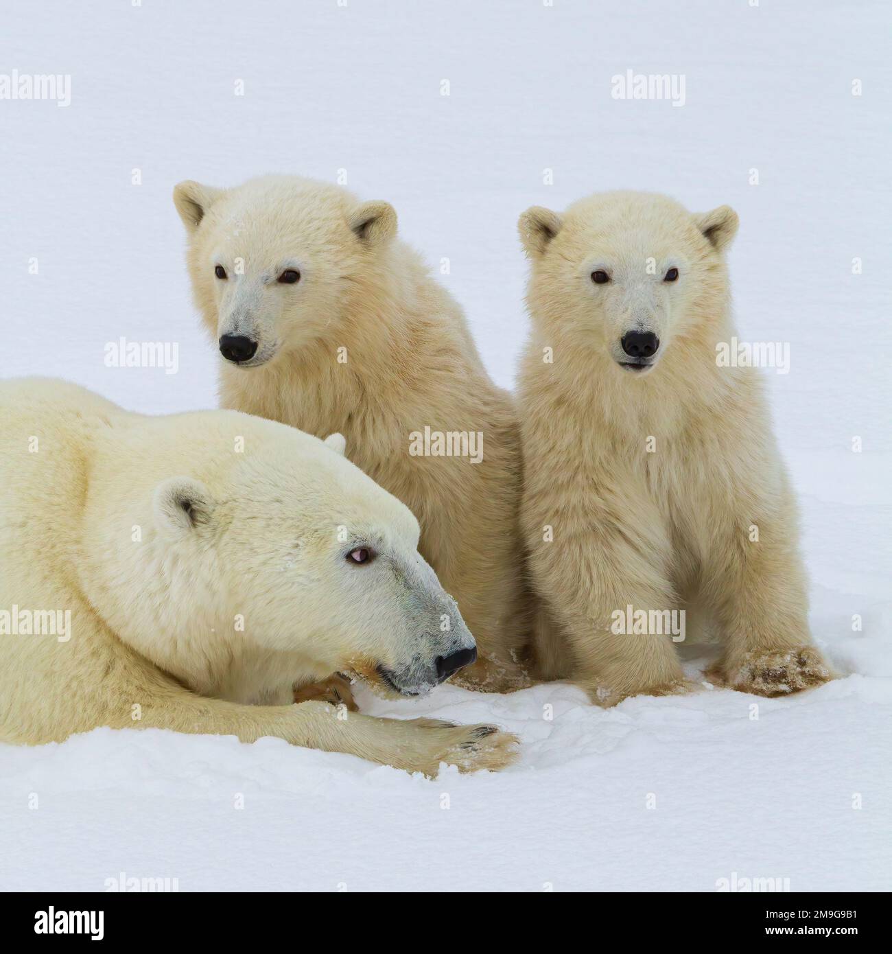 Wapusk national park polar bears hi-res stock photography and images ...