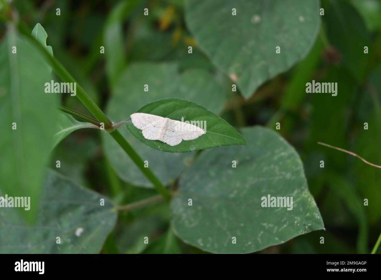 High angle view of a Common Tan Wave moth (Pleuroprucha Insulsaria) is resting on top of a wild leaf Stock Photo