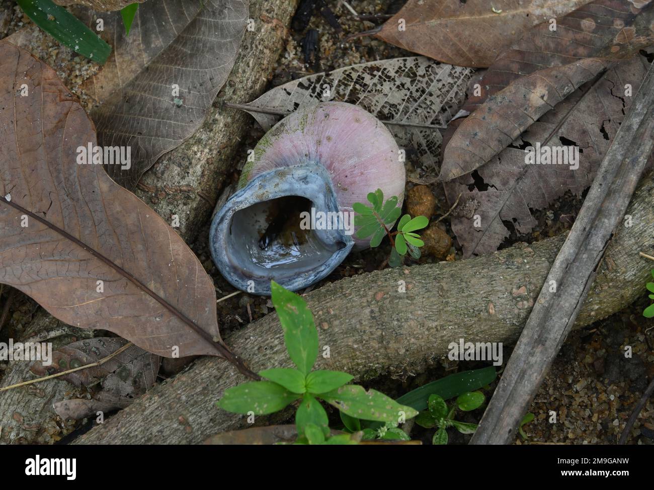 A dead land snail's shell filled with the rain water is on the ground with dead leaves and roots in a wild area.The snail shell is capable breeding gr Stock Photo