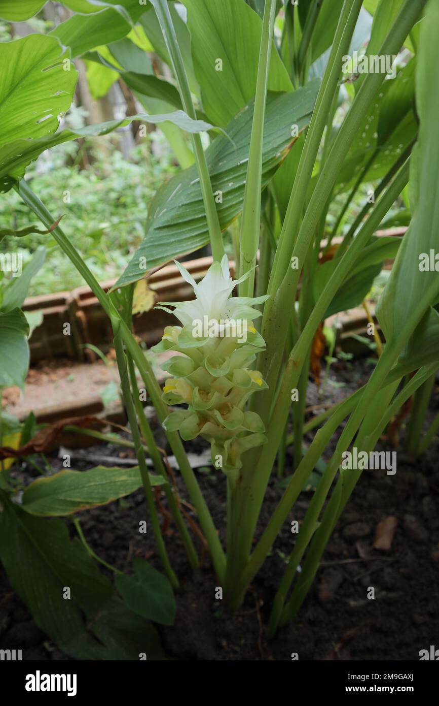 Vertical view of a Turmeric inflorescence with blooming turmeric flowers (Curcuma Longa) in the