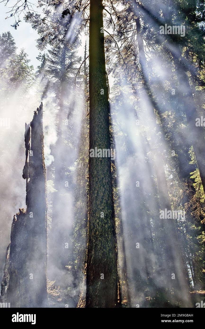 Smoke after forest fire hi-res stock photography and images - Alamy