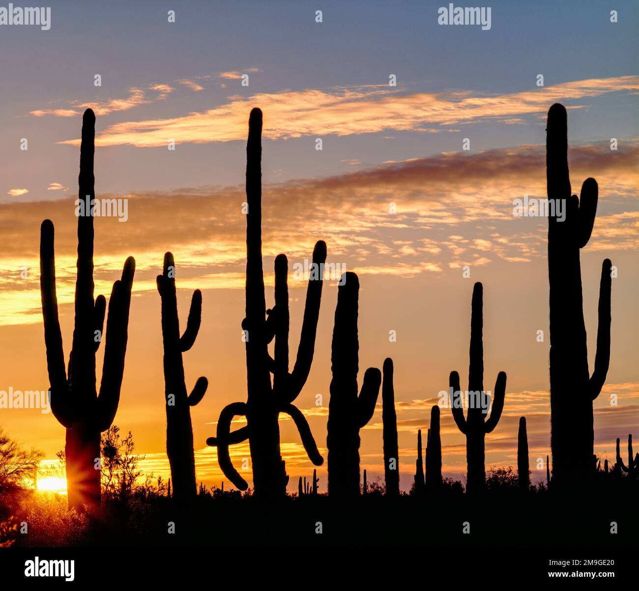 Silhouetted saguaro cacti (Carnegiea gigantea) in desert at sunset, Sonoran Desert National Monument, Arizona, USA Stock Photo