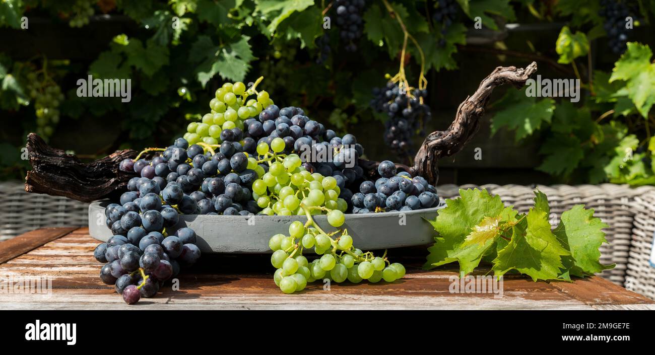 decoration of bunches blue and white grapes on a scale with grape branches Stock Photo