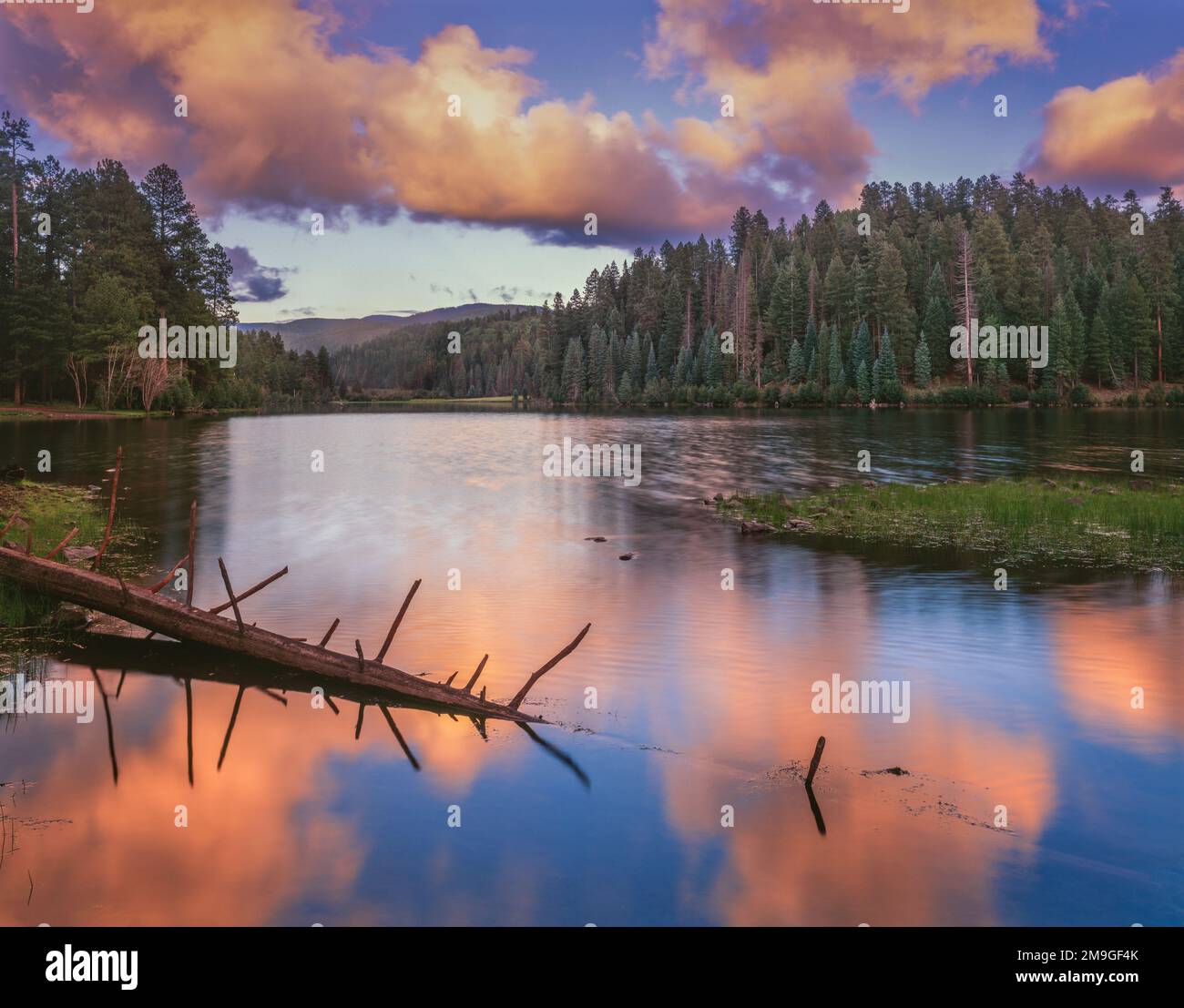 Landscape with Christmas Tree Lake and evergreen forest at sunset