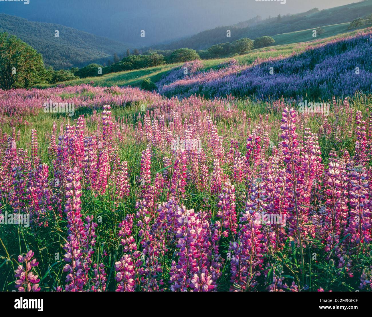 Pink lupine flowers in meadow, Chisos Mountains, Big Bend National Park, Texas, USA Stock Photo