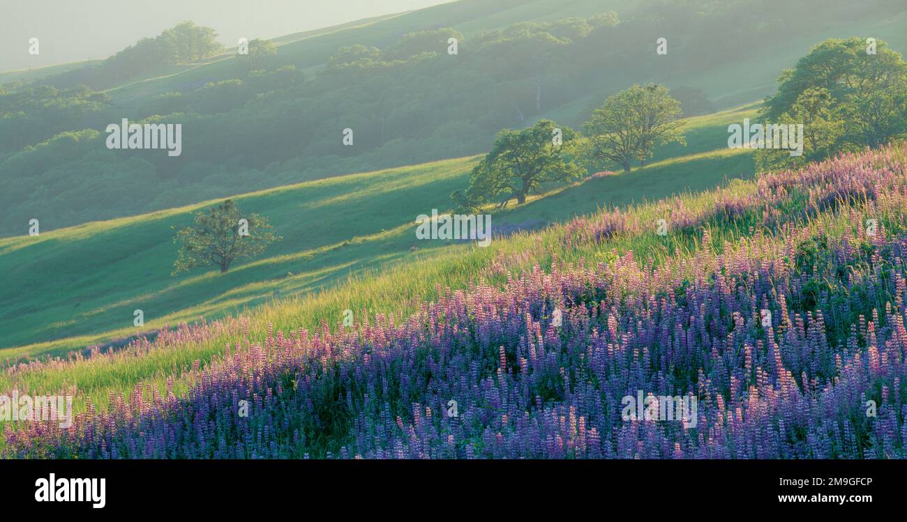 Landscape with pink lupine flowers on hillside, Chisos Mountains, Big Bend National Park, Texas, USA Stock Photo