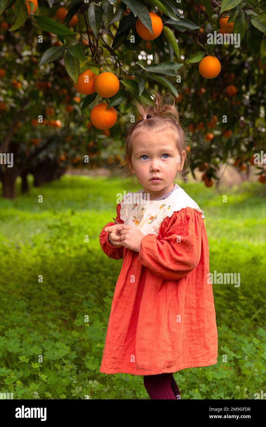 Beautiful Girl in the Orange Garden and ripe oranges on the branches of ...