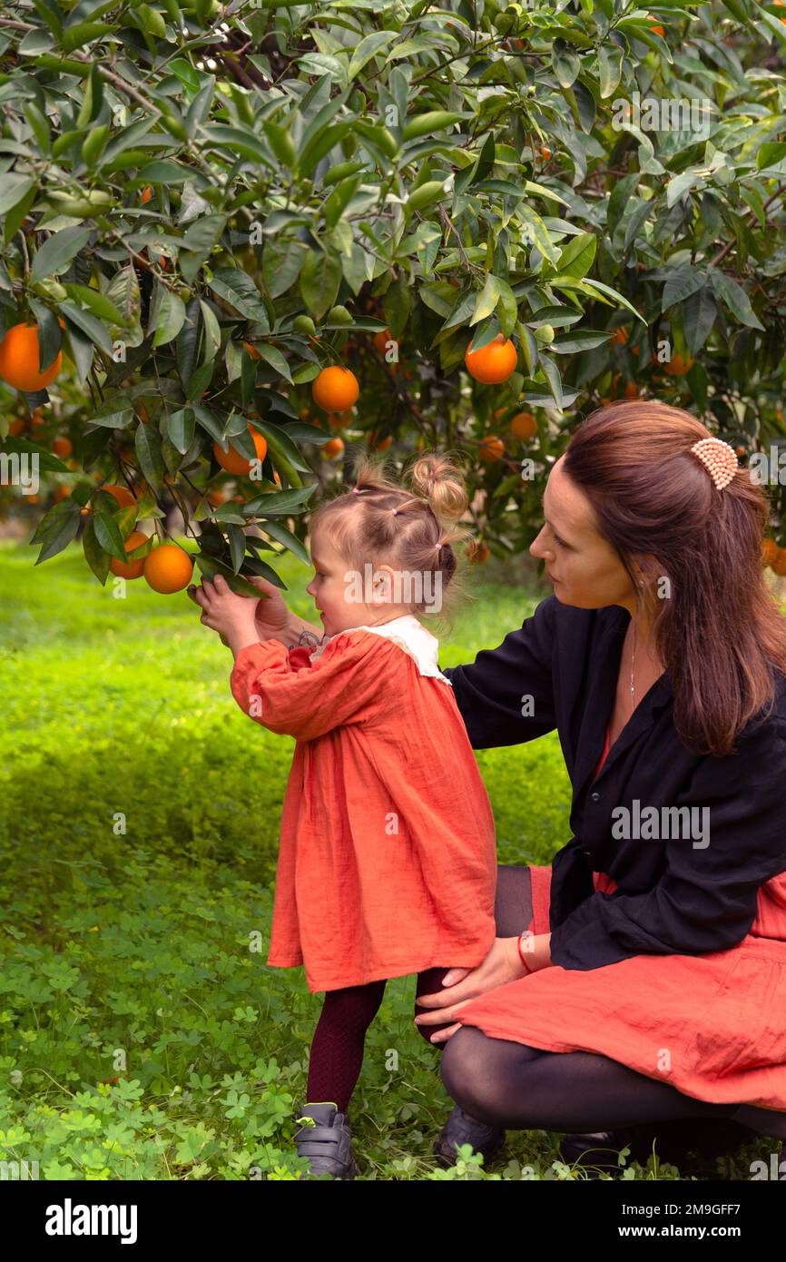 Beautiful Girl in the Orange Garden and ripe oranges on the branches of ...