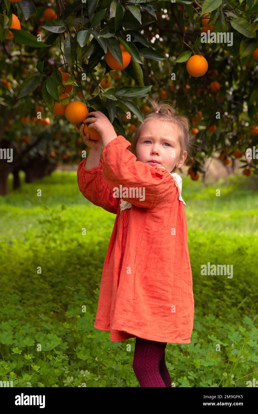 Beautiful Girl in the Orange Garden and ripe oranges on the branches of ...