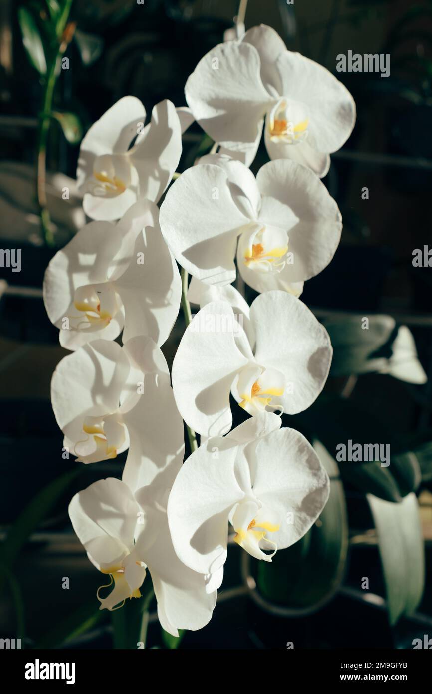 Indonesian Anggrek bulan or white orchid flowers (Phalaenopsis amabilis) Stock Photo