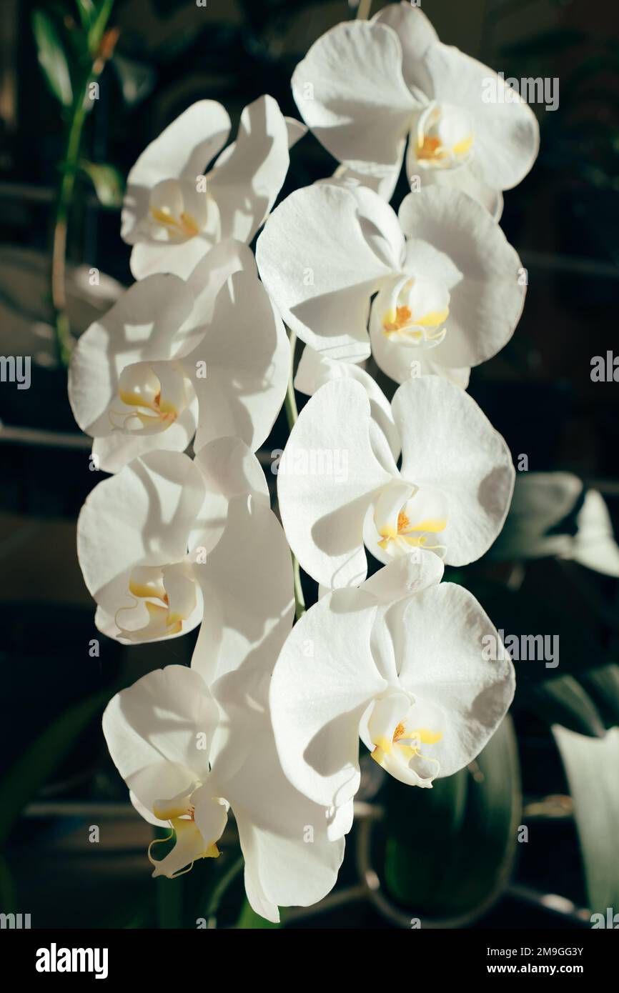 Indonesian Anggrek bulan or white orchid flowers (Phalaenopsis amabilis) Stock Photo