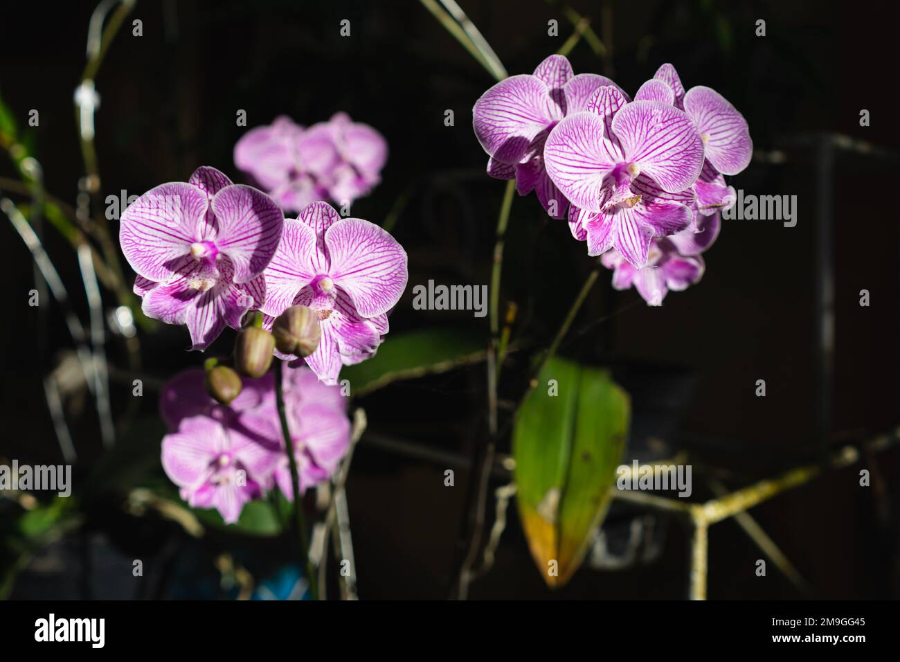 Indonesian Anggrek bulan or blooming and florets bud purple orchid flowers (Phalaenopsis amabilis) selective focus. Stock Photo