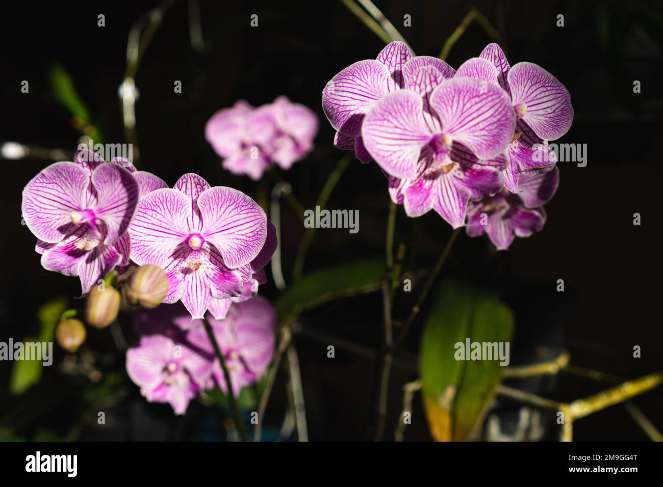 Indonesian Anggrek bulan or blooming and florets bud purple orchid flowers (Phalaenopsis amabilis) selective focus. Stock Photo