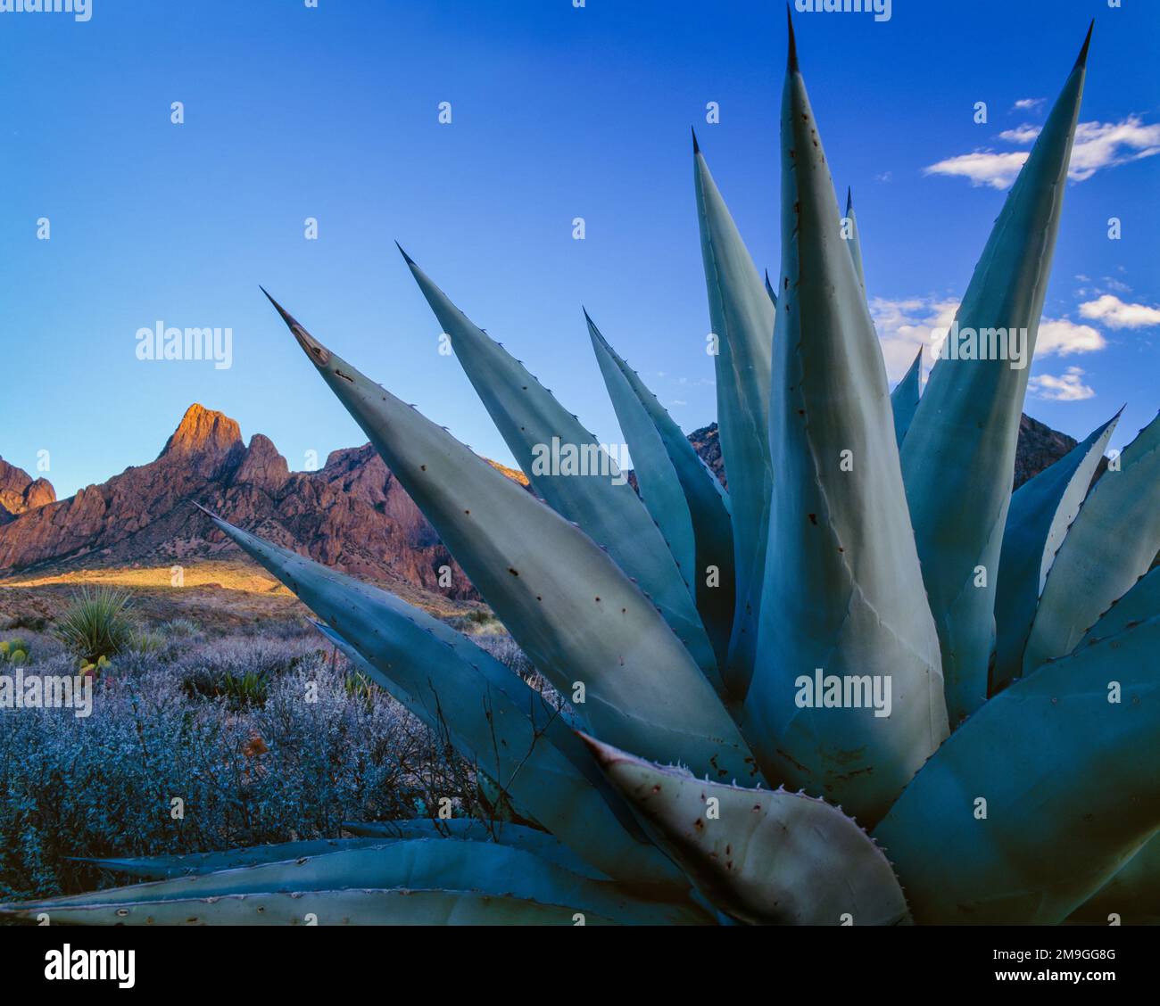 Agave (Agave havardiana) plant in desert and Chisos mountains in background, Big Bend National Park, Texas, USA Stock Photo
