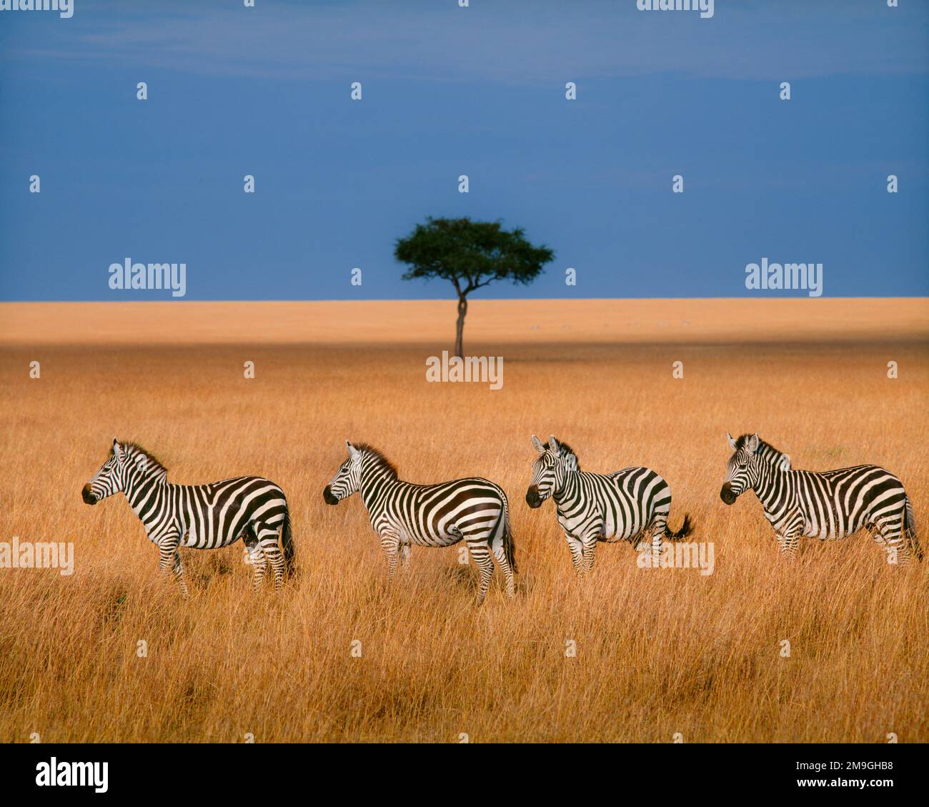 Side view of four zebras standing in savannah, Kenya Stock Photo