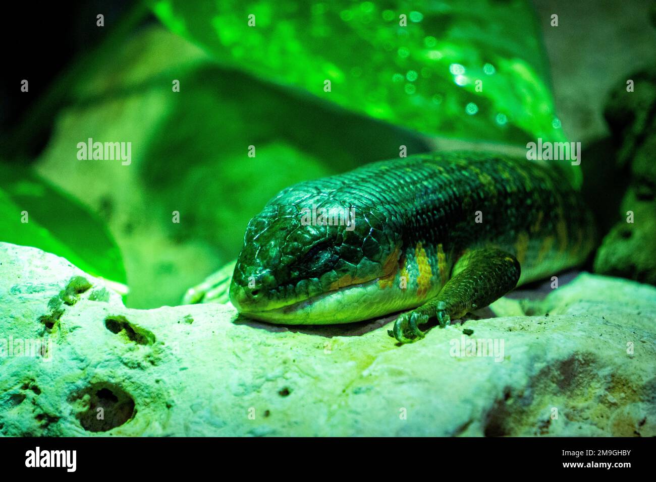 A closeup of a small skink reptile at a zoo Stock Photo