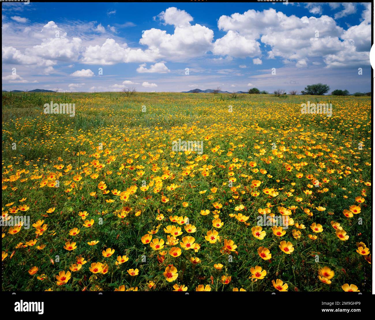 Lots of yellow wildflowers in meadow under blue sky Stock Photo