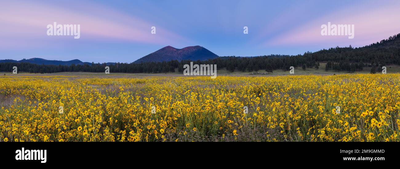Landscape with yellow sunflower field at sunset, Sunset Crater National Monument, Arizona, USA Stock Photo