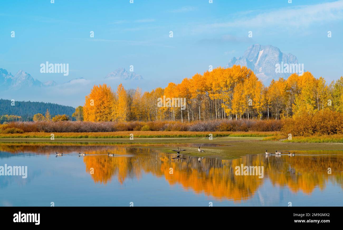 Canada geese (Branta canadensis) at Oxbow Bend of Snake River in autumn, Grand Teton National Park, Wyoming, USA Stock Photo