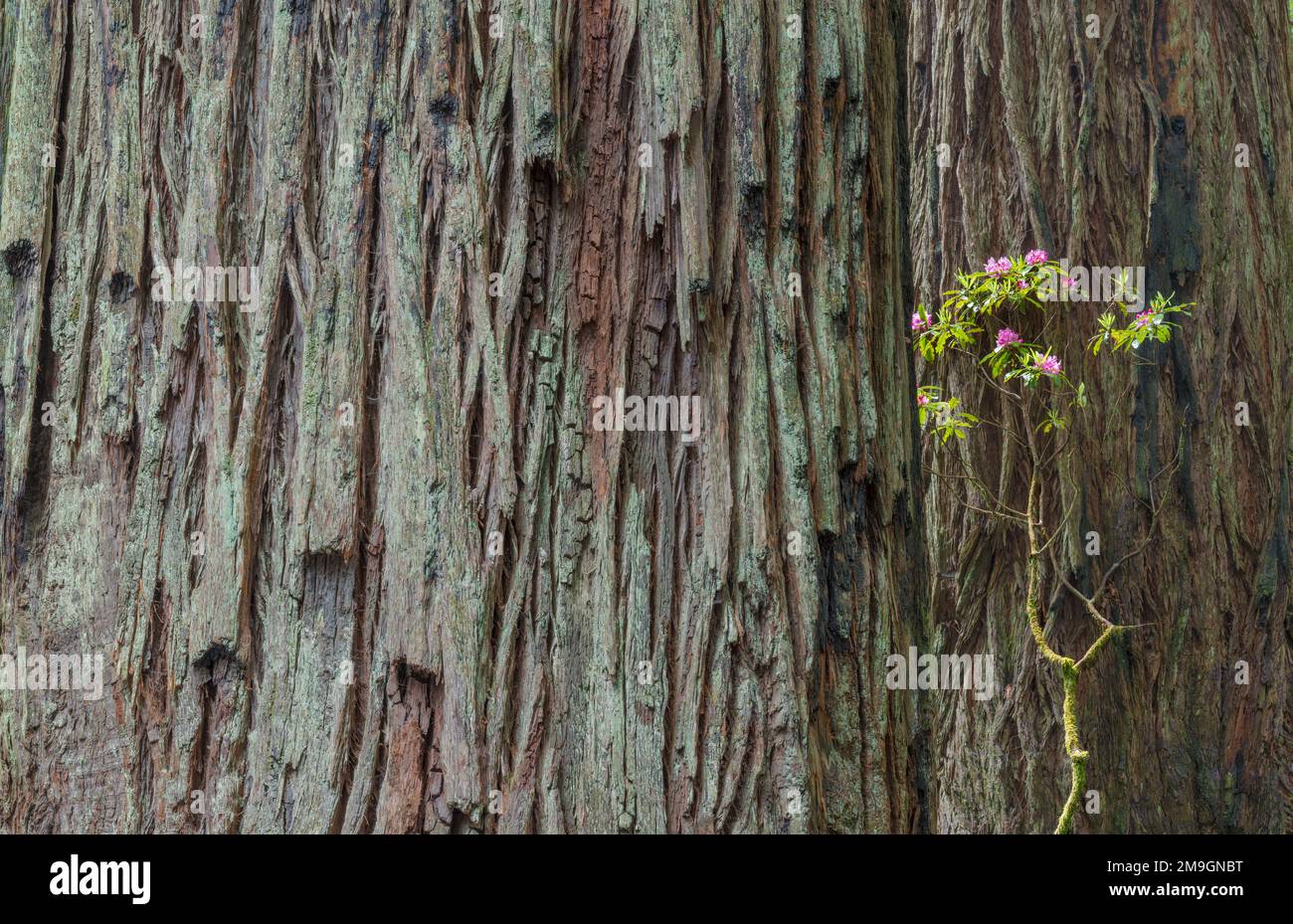 Close-up of sequoia tree bark and pink rhododendron, Del Norte Coast State Park, California, USA Stock Photo