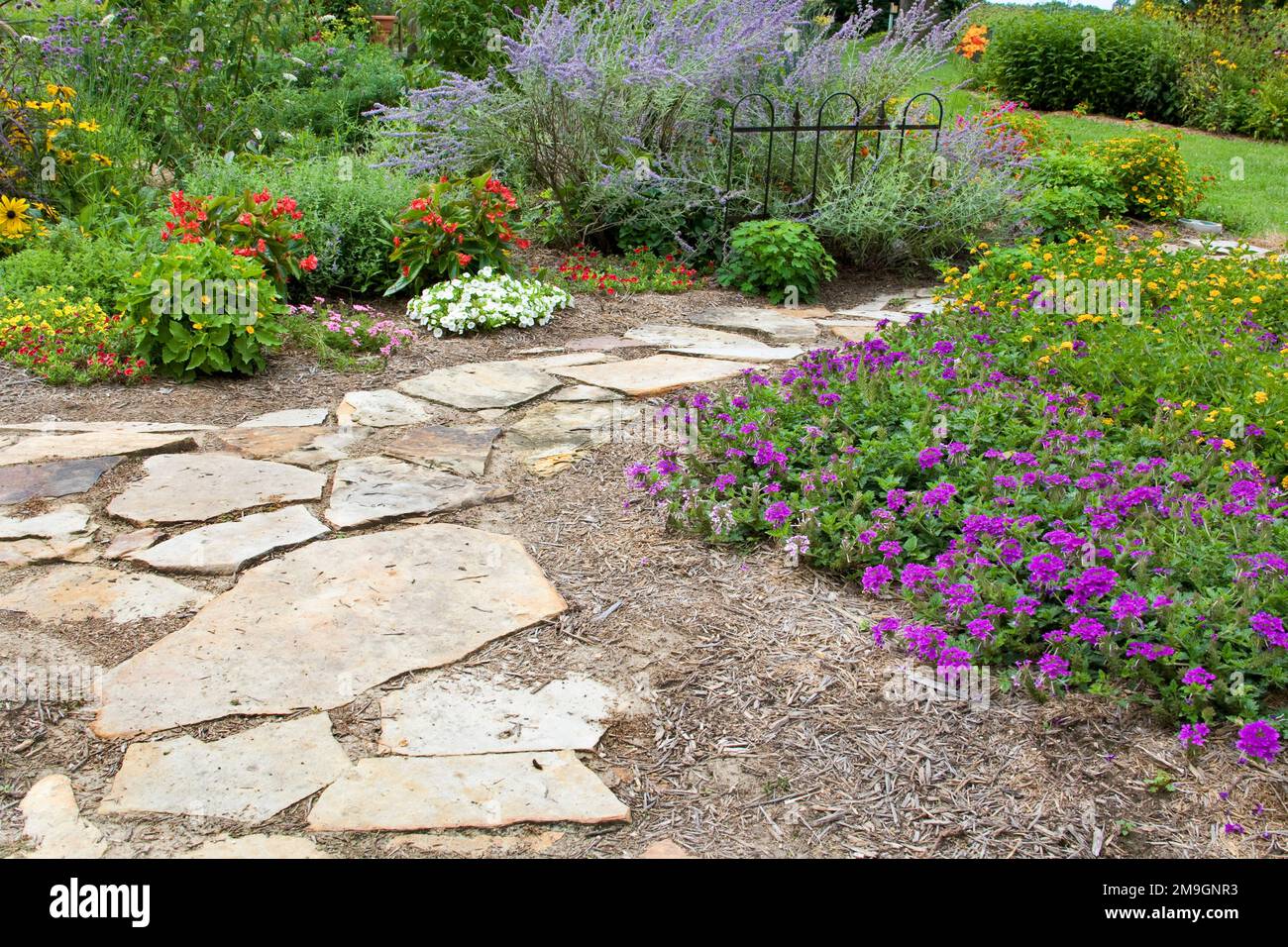 63821-19418 Flower garden with path and fence. Homestead Purple Verbena, yellow lantana, Russian Sage, calibrachoa IL Stock Photo